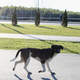 Illustration for article titled The Dogs Of Sochi